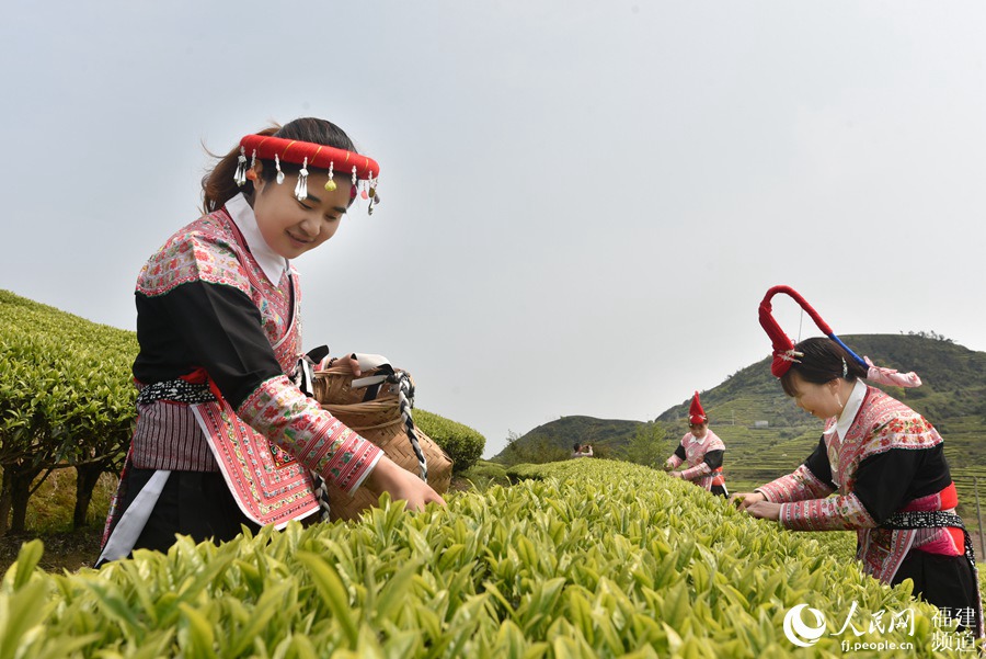 福建省連江縣長龍鎮(zhèn)畬族村民在茶園采摘茶青。 余杉芳攝