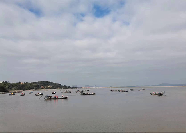 沙埔鎮(zhèn)青嶼村灘涂。沙埔鎮(zhèn)供圖