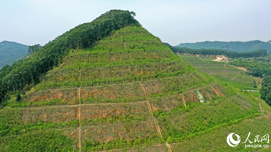 漳州臺商投資區(qū)獅山-周福廢棄礦山采取分級削坡等修復(fù)整治后，綠意盎然。人民網(wǎng) 李昌乾攝
