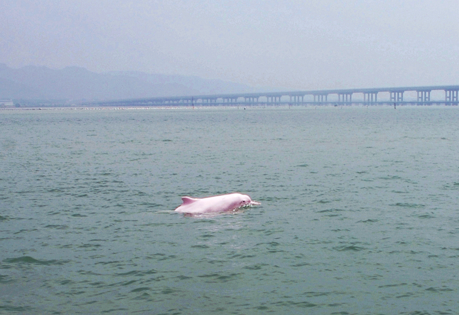 中華白海豚在福建云霄漳江口暢游。方維攝