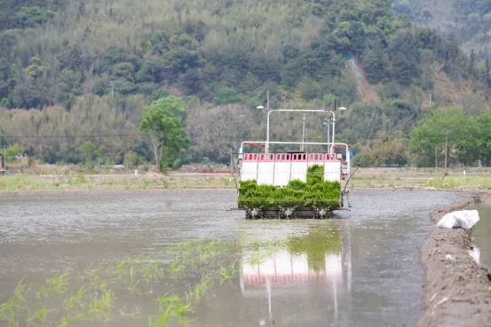 AI賦能機(jī)械收割，提高再生稻的成活率和產(chǎn)量