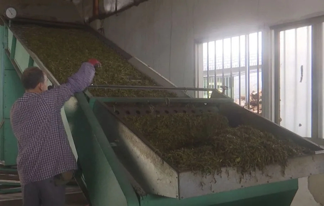 新鮮的茶葉被送入加工廠，經(jīng)過各道工序，制成優(yōu)質(zhì)的茶葉供應(yīng)市場