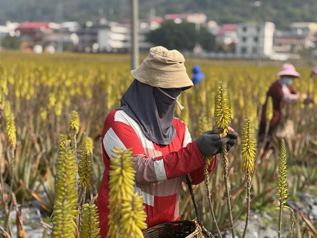 蘆薈種植基地。農(nóng)行莆田荔城支行供圖