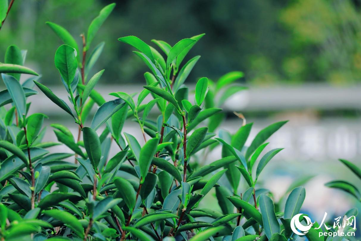 武夷山市星村鎮(zhèn)燕子窠生態(tài)茶園內(nèi)，茶芽擠滿茶樹梢頭。人民網(wǎng) 李唯一攝