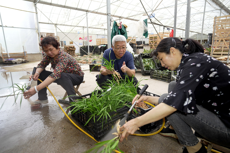 蘭花商戶徐連福指導(dǎo)工作人員仔細(xì)清洗出口國(guó)蘭根部，剔除泥土和雜質(zhì)。南靖縣融媒體中心供圖