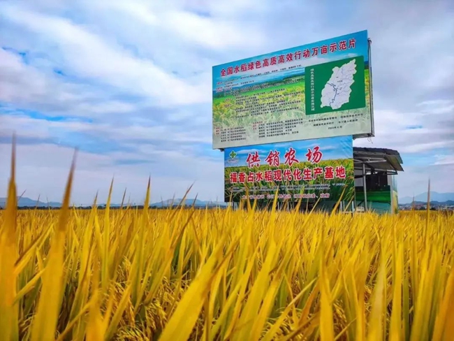 供銷農(nóng)場(chǎng)福香占水稻現(xiàn)代化生產(chǎn)基地