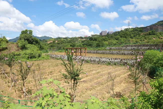 茶樹種質(zhì)資源圃。安溪縣融媒體中心供圖