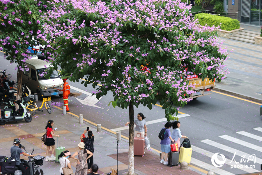 市民用手機(jī)拍攝美麗花景。人民網(wǎng)記者 陳博攝