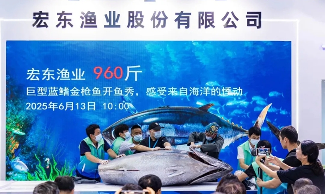巨型藍鰭金槍魚開魚秀