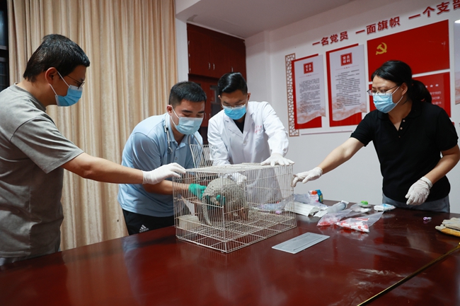 從外地趕來的國家級和省級專家對穿山甲進(jìn)行身體檢查和數(shù)據(jù)采集