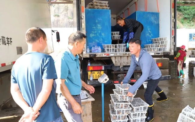 鮑魚優(yōu)良的品質(zhì)、實(shí)惠的價(jià)格吸引不少客商前來采購