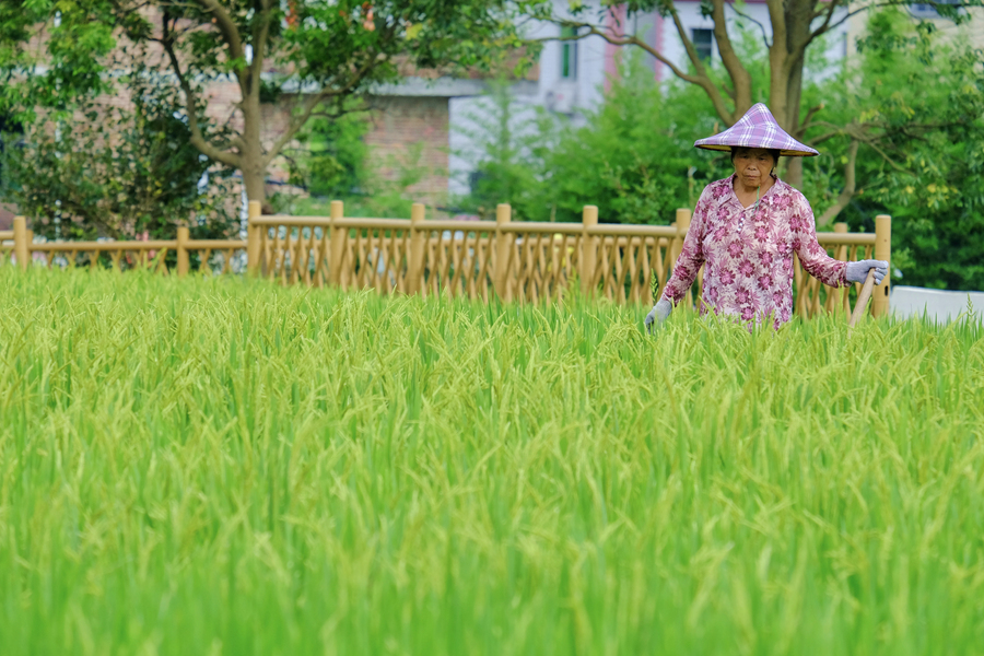 農(nóng)戶在稻田里勞作。林晞華攝