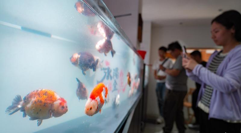 春光村金魚生態(tài)文化養(yǎng)殖基地打造了金魚主題展示空間。記者 包華攝