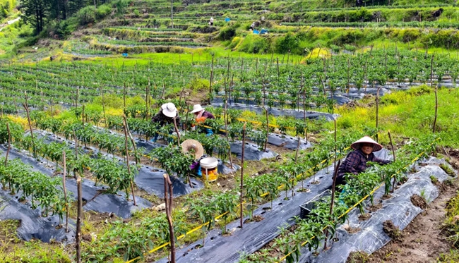 村民正在采收辣椒。圖片來源：禮門鄉(xiāng)