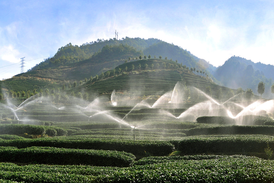 李志鴻的茶園內(nèi)，水利自動噴灌系統(tǒng)正在作業(yè)。漳平市融媒體中心供圖