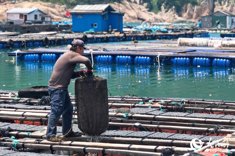 工人在給鮑魚“搬家”。人民網(wǎng) 楊灝昱攝