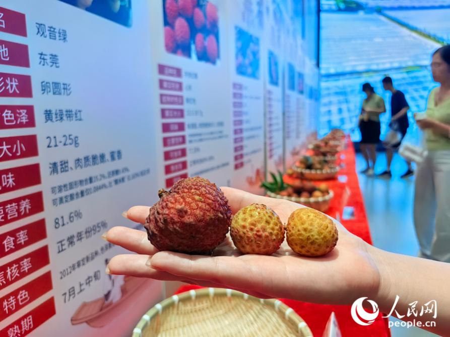 大小不一的晚熟荔枝優(yōu)新品種品。人民網(wǎng) 蘇海森攝